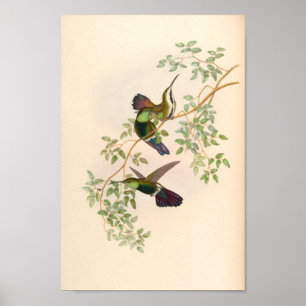 Poster Vintage Hummingbirds Art Bird Print Flowers
