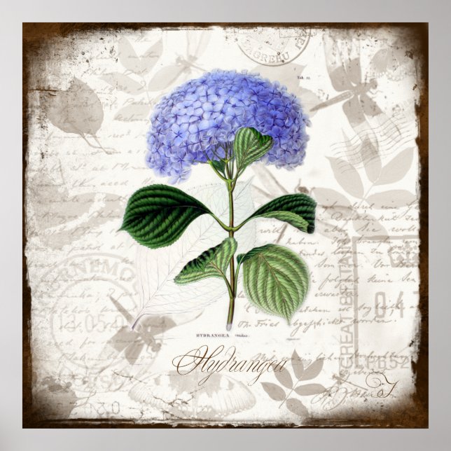 Póster Vintage Hydrangea (Frente)