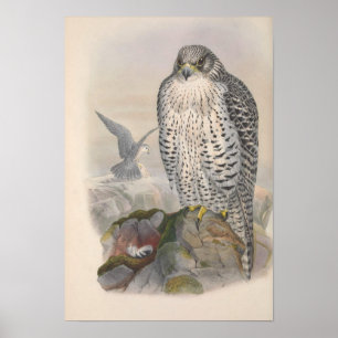 Poster Vintage Iceland Falcon Bird
