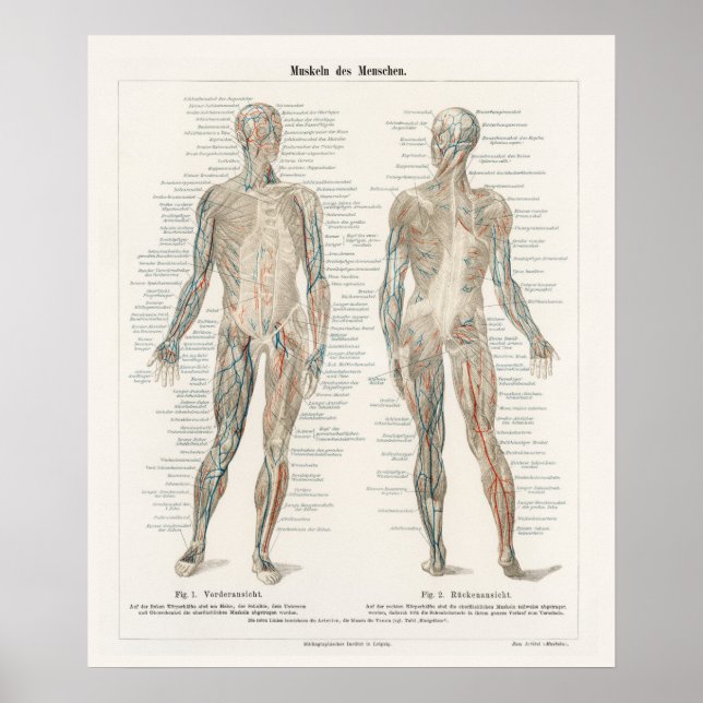Poster Vintage Illustration Human System (Frente)