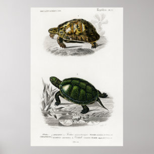 Poster Vintage Illustration of the Tortoises/Turtles