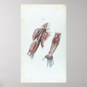 Póster Vintage Ilustração Anatomia Braços Humanos e M