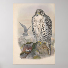 Poster Vintage Islândia Falcon Bird