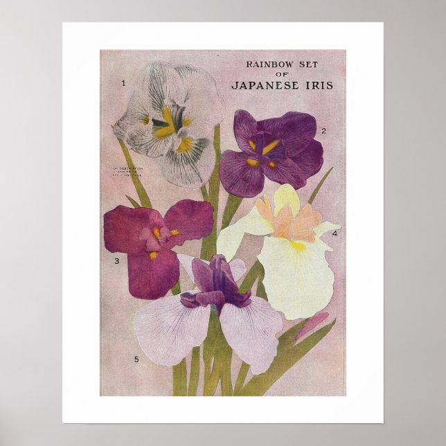 POSTER VINTAGE "JAPONÊS IRIS" FLOWPOSTER (Frente)