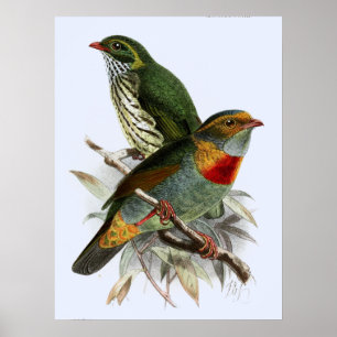 Poster Vintage John Keulemans Fruiteater