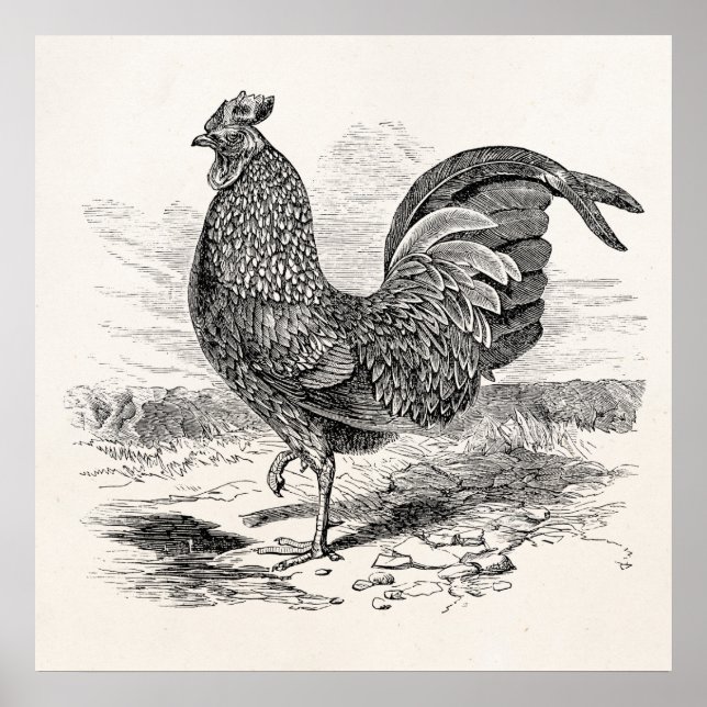 Poster Vintage Kulm Fowl Rooster Chicken (Frente)