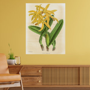 Poster Vintage Laelia Flammea Orchid Fllower