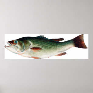 Poster Vintage Largemouth Bass