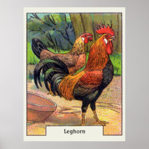 Poster Vintage Leghorn Chicken