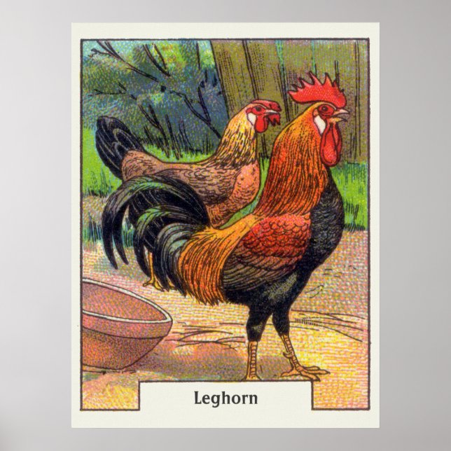 Poster Vintage Leghorn Chicken (Frente)