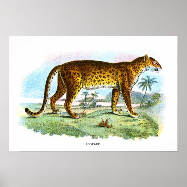 Poster Vintage Leopard Animal Illustration (Frente)