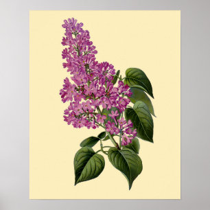Póster Vintage Lilac Flowers