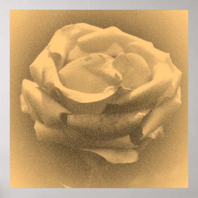 Poster Vintage Linda Rosa Rosa Fechada (Frente)