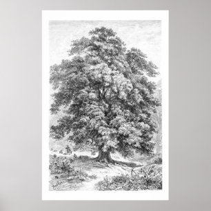 Poster Vintage Linden Tree Black and White Antique Impres