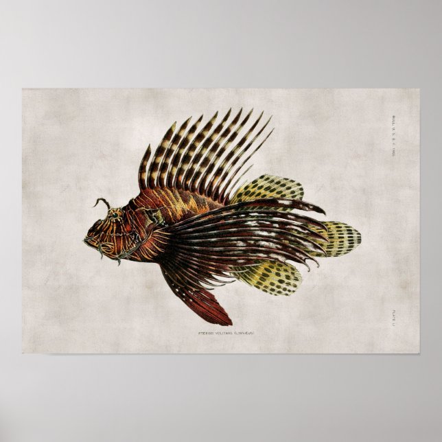 Poster Vintage Lionfish (Frente)