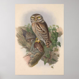 Poster Vintage Little Owl Bird GC