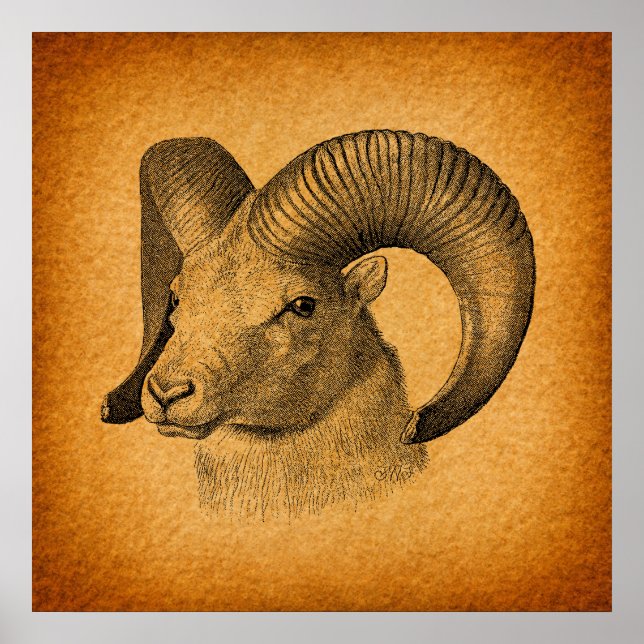 Poster Vintage Longhorn Sheep Antiguamente Arte Russa Lar (Frente)