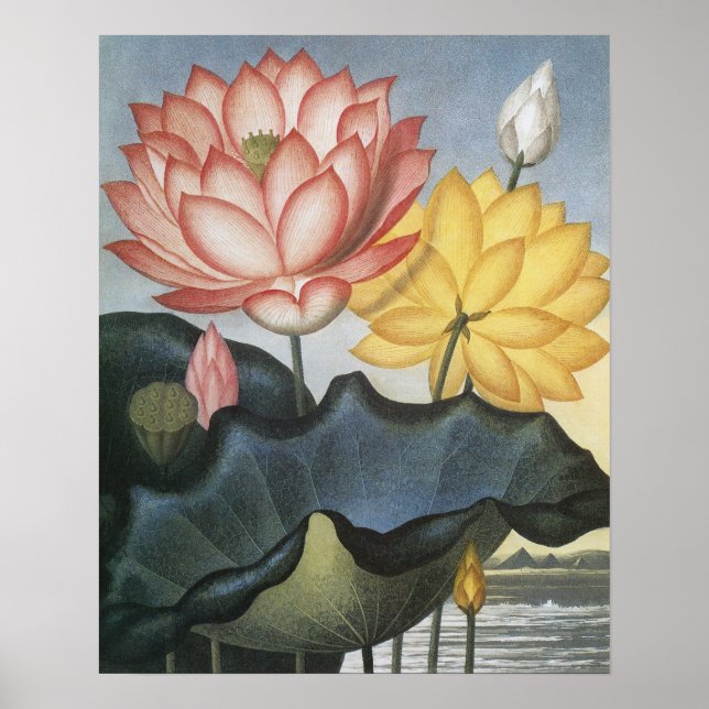 Póster Vintage Lotus Flowers, O Sagrado Bean Egípcio (Frente)