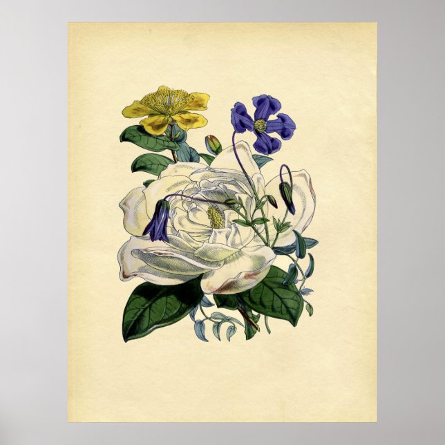 Póster Vintage Magnolia Botânica (Frente)