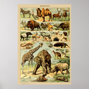 Poster Vintage Mammals Animal Velha Ilustração Arte