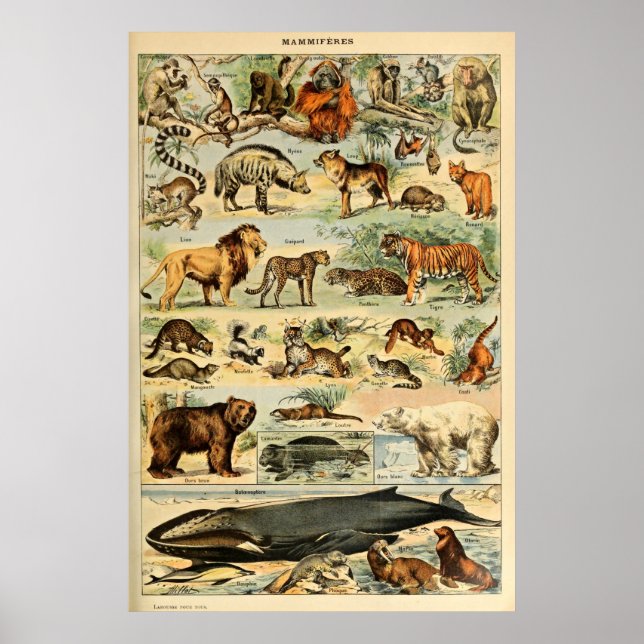 Poster Vintage Mammals Animal Velha Ilustração Arte (Frente)