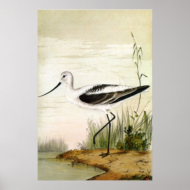 Póster Vintage Marine Life Shorebird , aves evitadas (Frente)