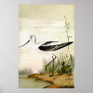 Póster Vintage Marine Life Shorebird , aves evitadas