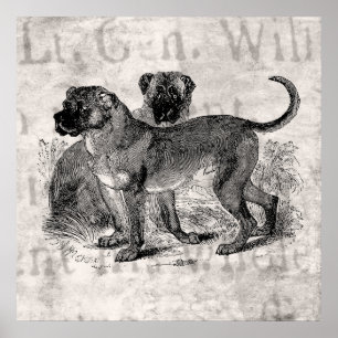 Poster Vintage Mastiff Dog 1800s Mastiffs Modelos