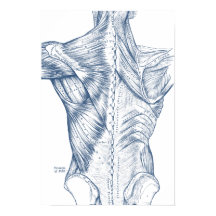 Vintage Médica Desenhando Músculos Vermelhos (1890