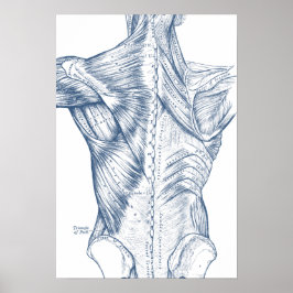 Póster Vintage Médica Desenhando Músculos Vermelhos (1890