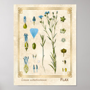 Poster Vintage Medicamento Flax Linseed Botânico