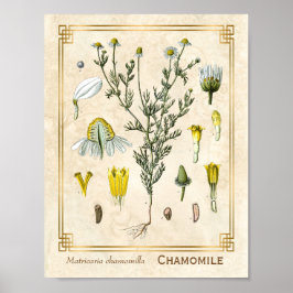 Poster Vintage Medicamento Herbo Chamomile Flor Botânico