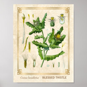 Poster Vintage Medicinal Plant Abençoada Thistanic Botan