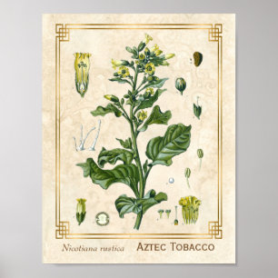 Poster Vintage Medicinal Plant Aztec Tobacco Botanic