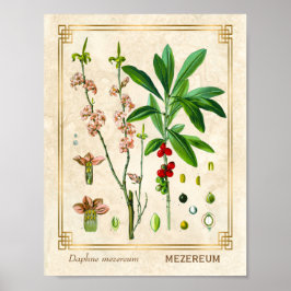 Poster Vintage Medicinal Plant Fevereiro Daphne Botanical