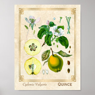 Poster Vintage Medicinale Quince Fruta Botânica