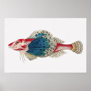 Poster Vintage Mediterrâneo Saltwater — Peixes Tropicais