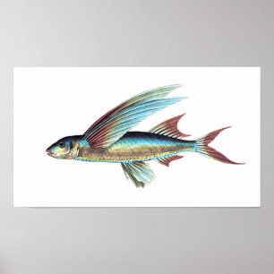 Poster Vintage Mediterrâneo Saltwater — Peixes Tropicais