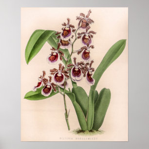 Poster Vintage Miltonia Orchid Flower