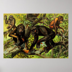Poster Vintage Monkey Gibbon Chipanze Animal