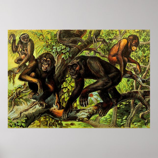 Poster Vintage Monkey Gibbon Chipanze Animal (Frente)