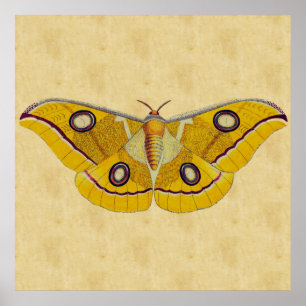 Póster Vintage Moth