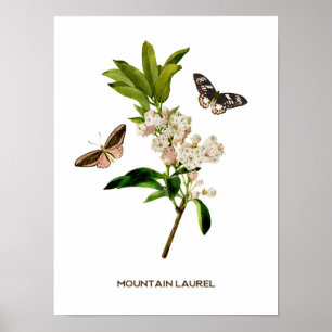 Poster Vintage Mountain Laurel Botanical