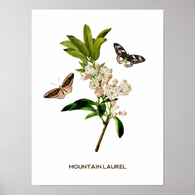 Poster Vintage Mountain Laurel Botanical (Frente)