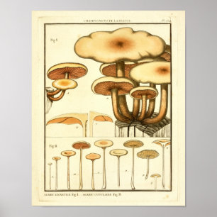 Póster Vintage Mushroom Brown Boné  Arte Francesa Impress