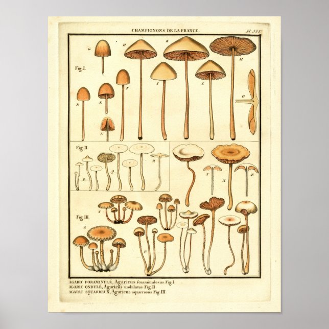 Poster Vintage Mushroom Brown Boné  Arte Francesa Impress (Frente)
