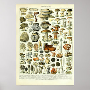 Poster Vintage Mushroom Illustrations by Adolphe Millot