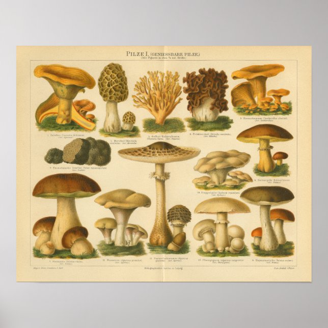 Póster Vintage Mushroom Pilice Variity Yellow Brown Impre (Frente)