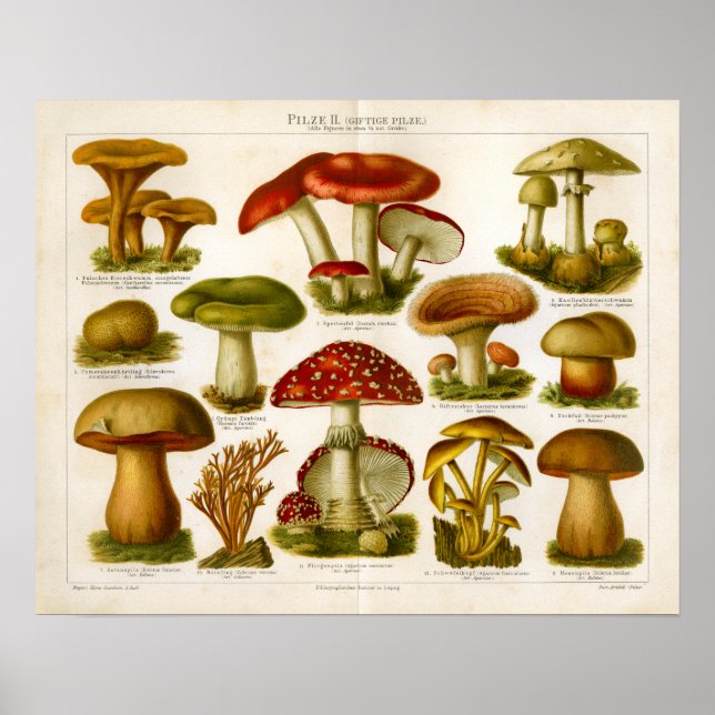 Poster Vintage Mushroom Pilmente a variedade Red Green Im (Frente)