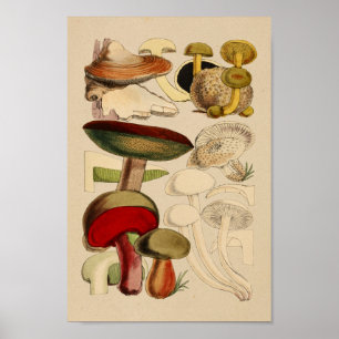 Poster Vintage Mushroom Variedades de Red Green Art Impre